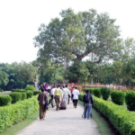 Ananda Bodhi Tree