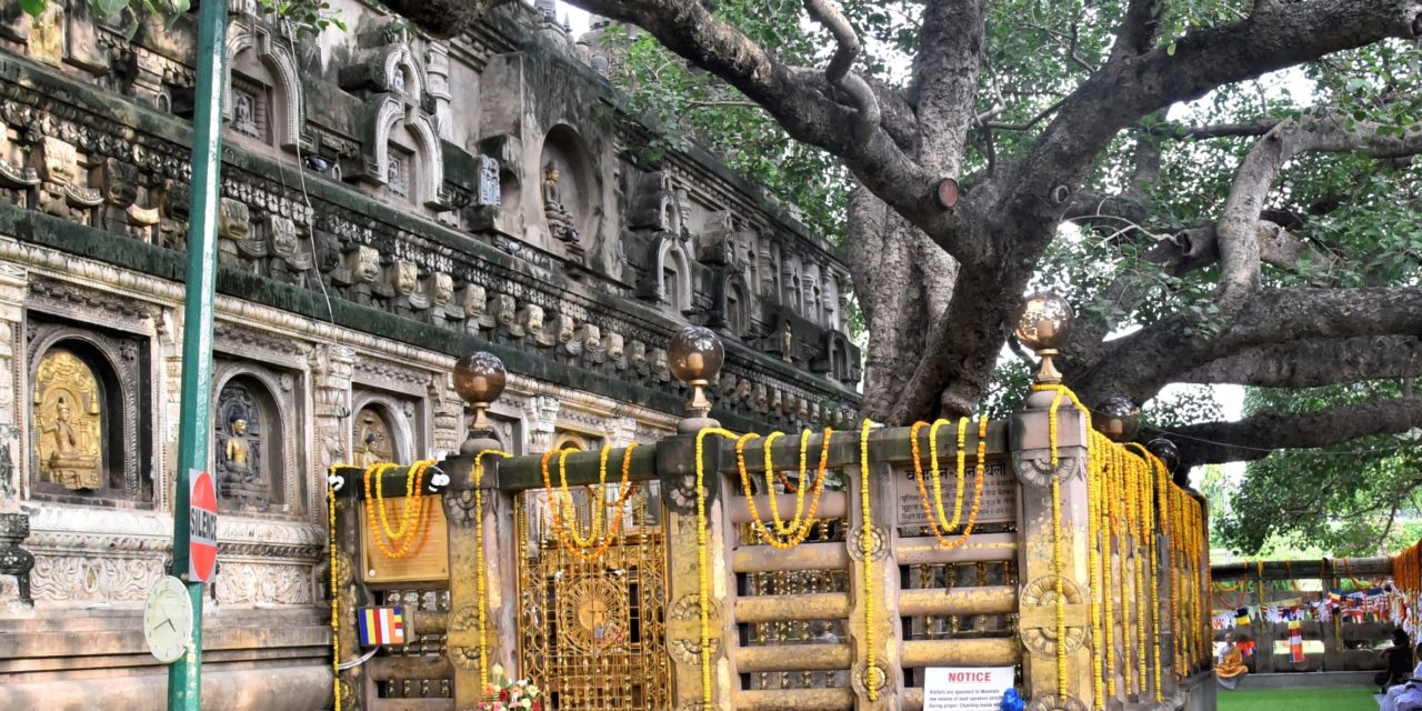 Divine Bodhi Tree